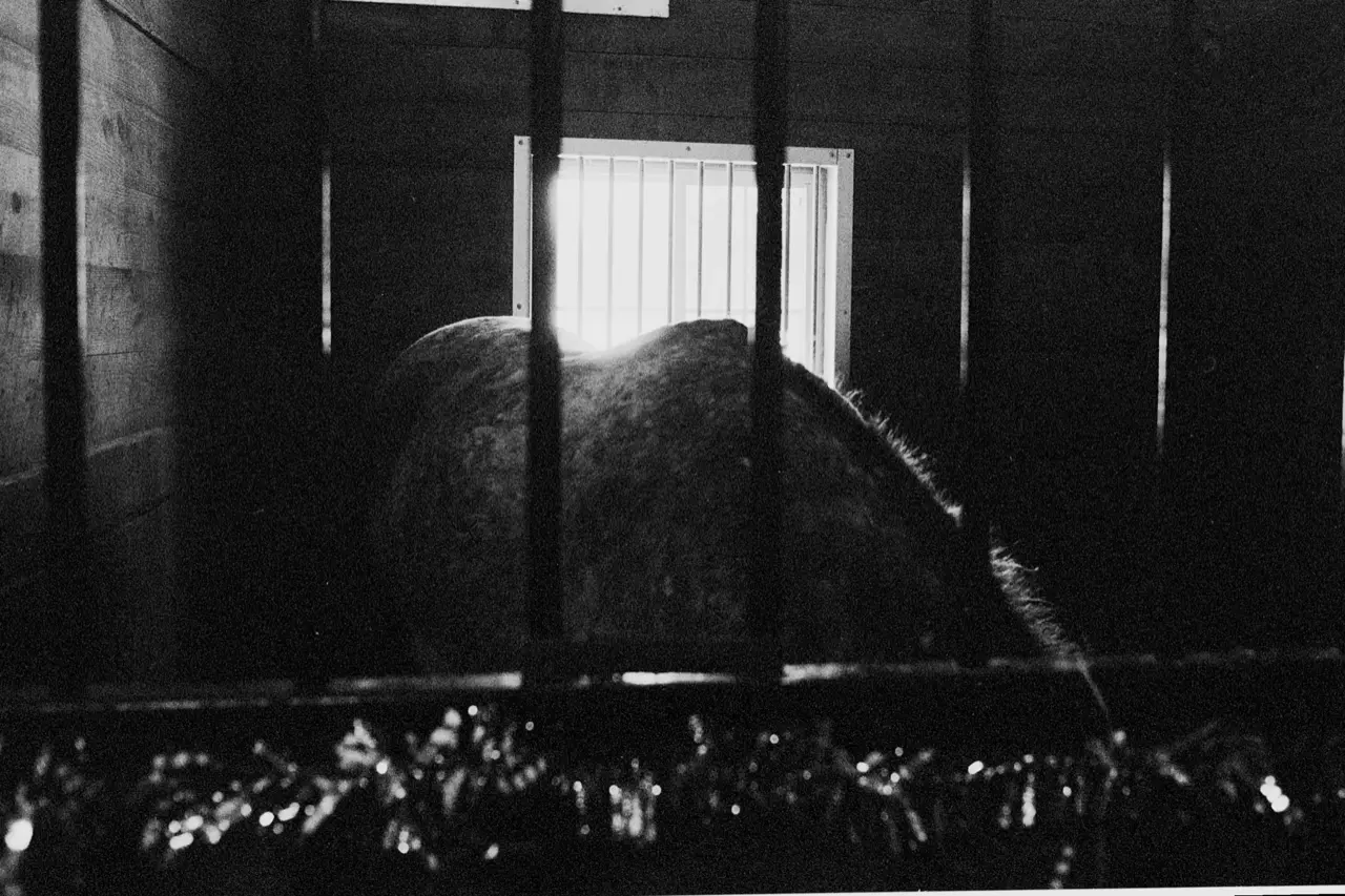 Black and white film photo of a horse stall in which the horse kept is head down and out of site for like 5 minutes.